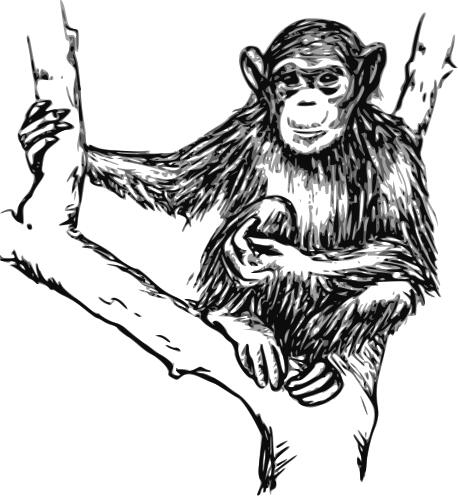 Grayscale chimpanzee