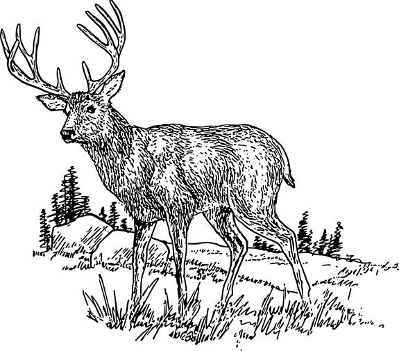 Deer in nature