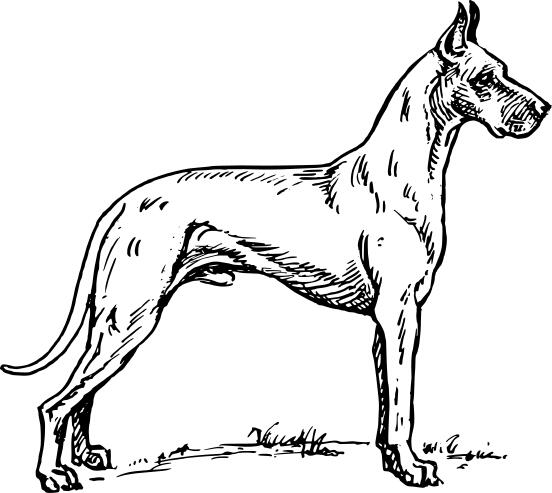 Great dane image