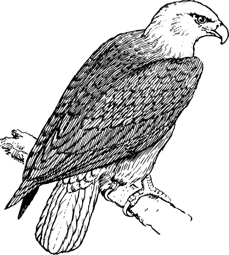 Eagle standing