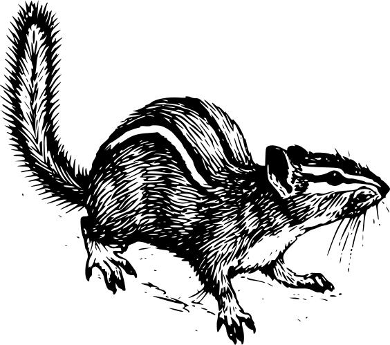 Chipmunk