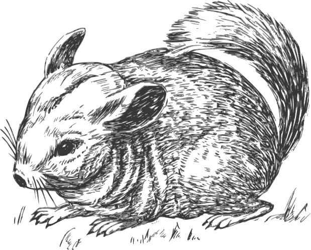 Grayscale chinchilla