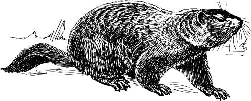 Ground hog