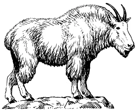 Mountain goat