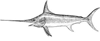 Swordfish