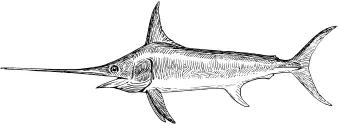 Swordfish