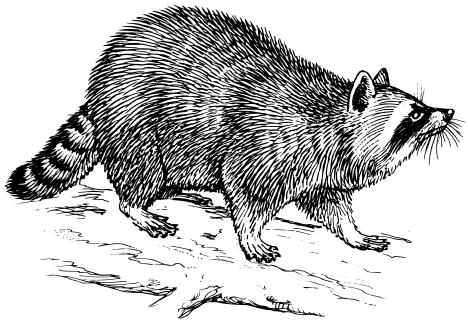 Racoon image