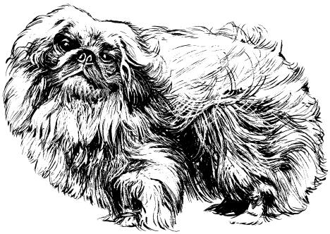 Pekingese dog