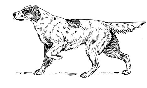 Setter dog