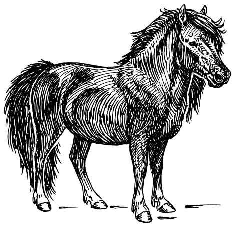 Shetland pony