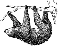 Hanging sloth
