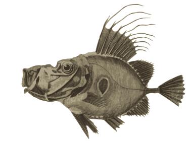 Doree fish