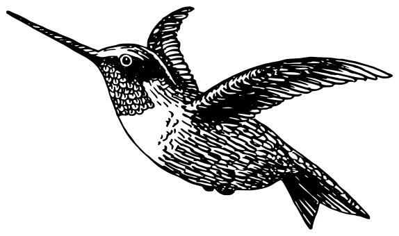 Hummingbird drawing