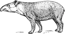 Tapir image