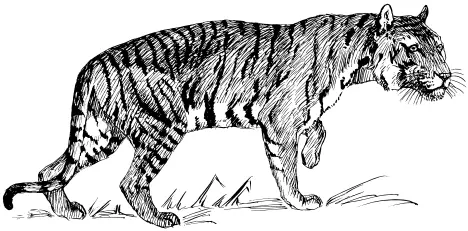 Tiger walking