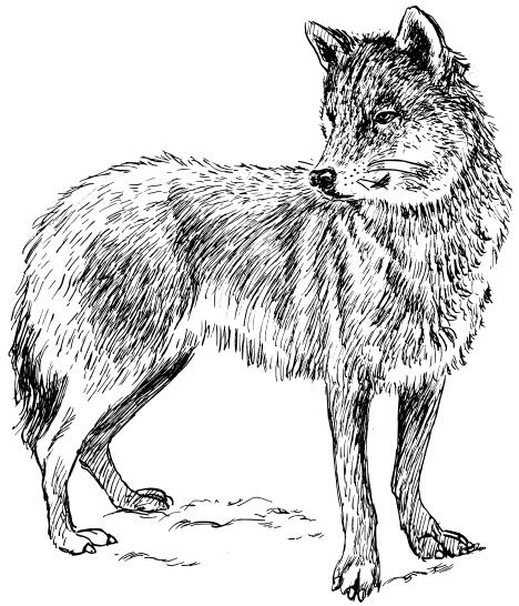 Wolf drawing