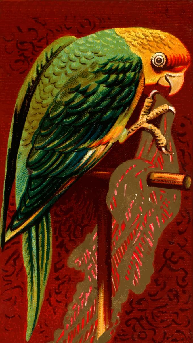 Parrot standing