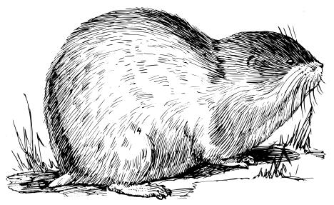 Lemming
