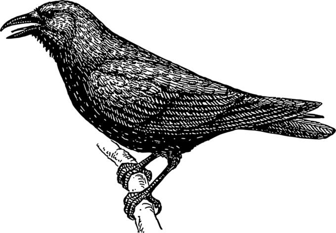 Crow sketch