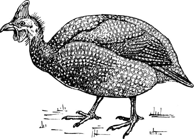 Guinea fowl
