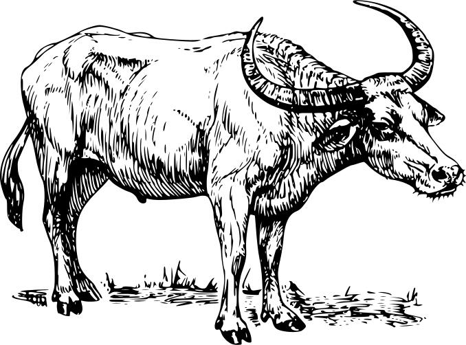 Buffalo drawing image