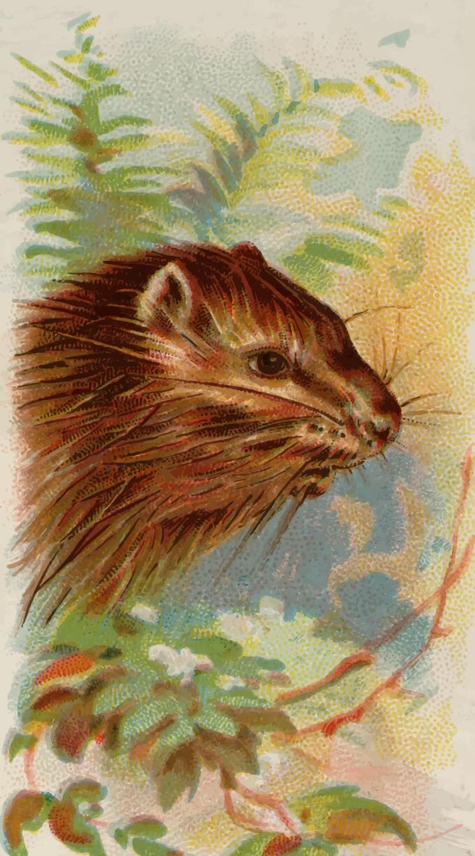 Porcupine image