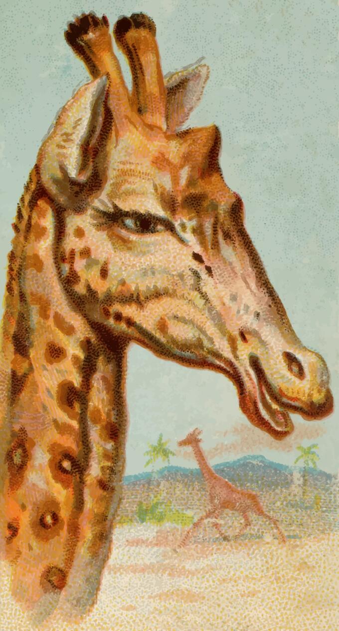 Giraffe illustration