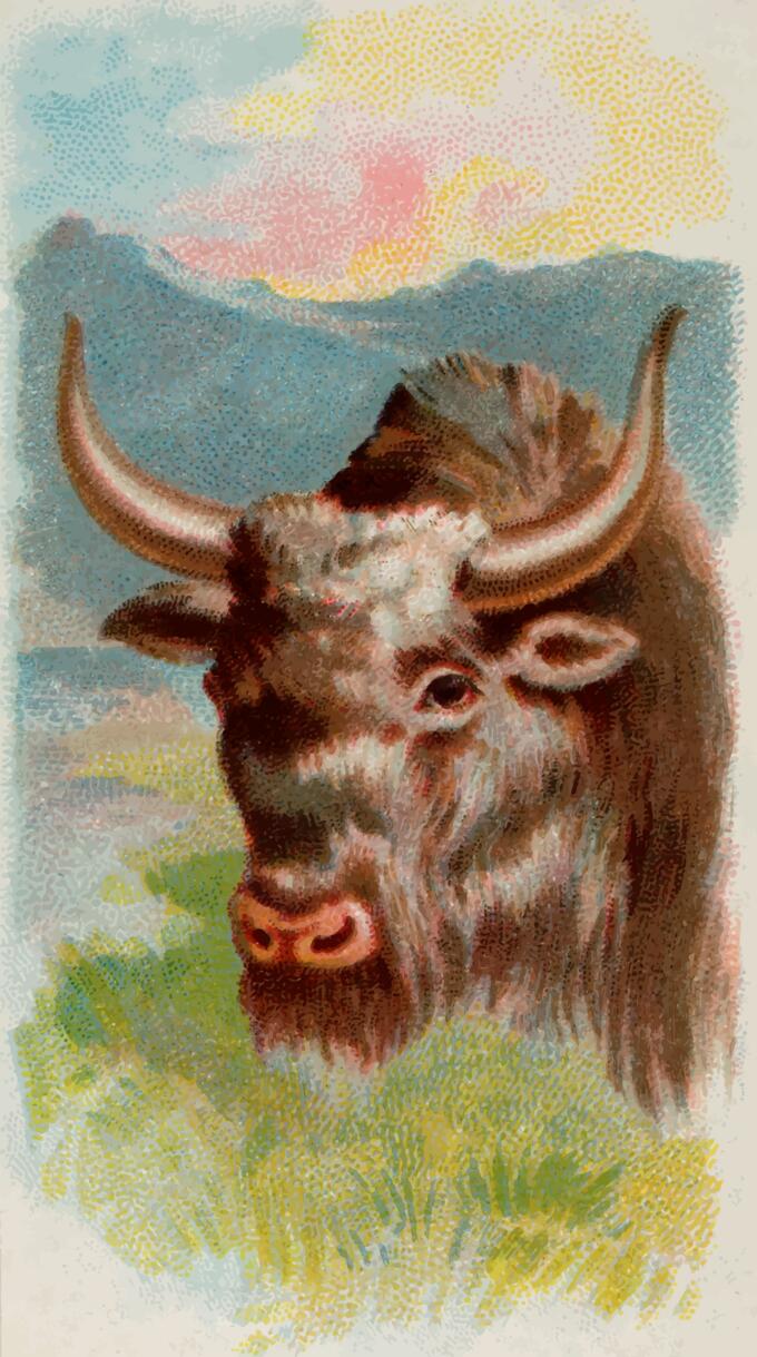 Yak