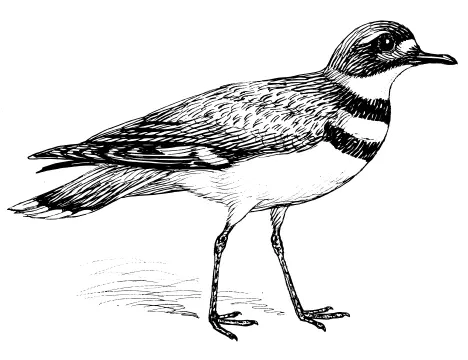 Killdeer