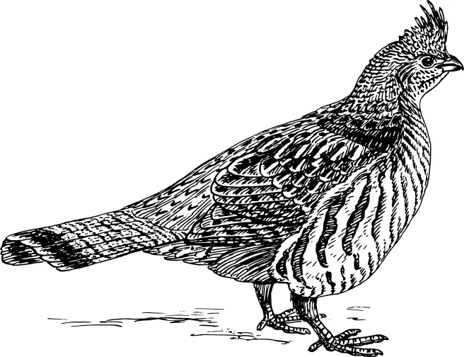 Grouse image