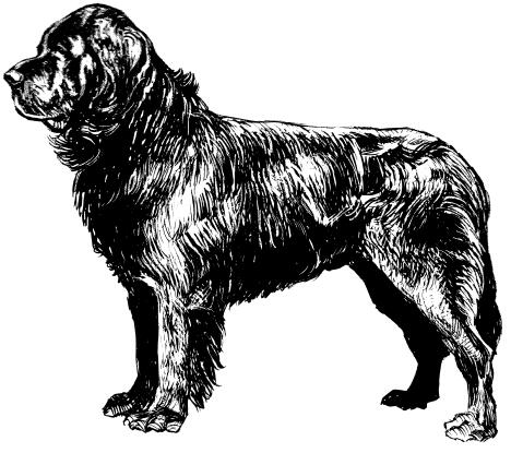 Dog sort.