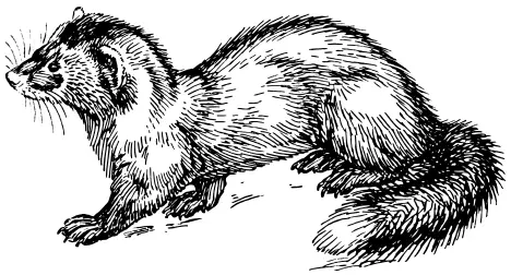 Polecat