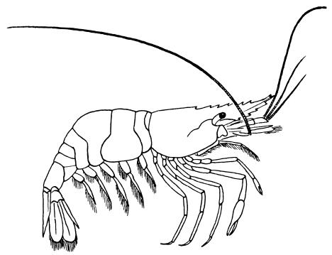 Prawn silhouette
