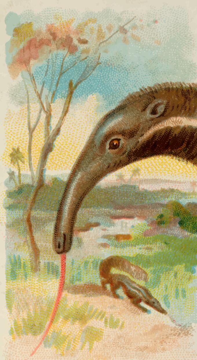 Anteaters