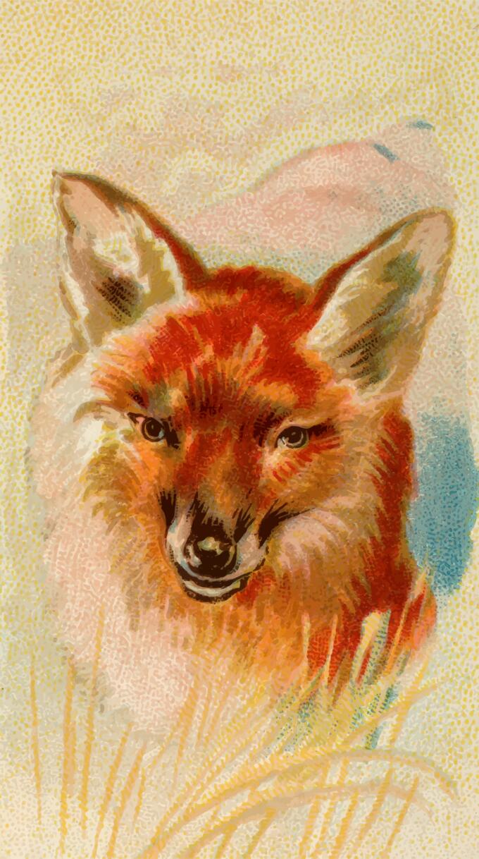 Red fox