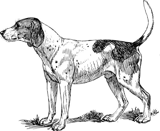 Hound image