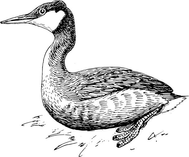 Grebe