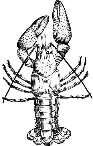 Crawfish