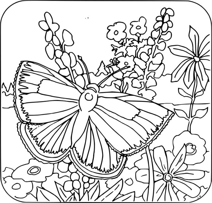 Butterfly in nature
