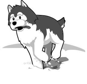 Husky image