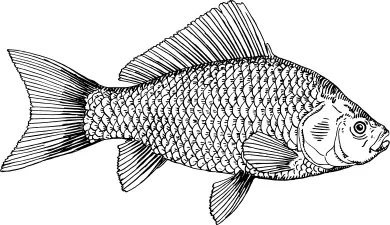 Goldfish illustration