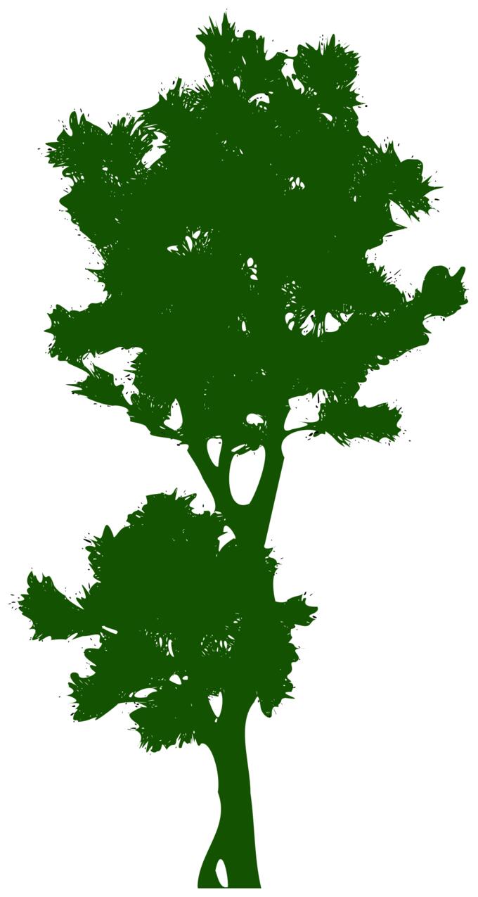Tall tree image