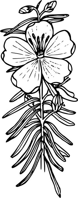 Western blue flower