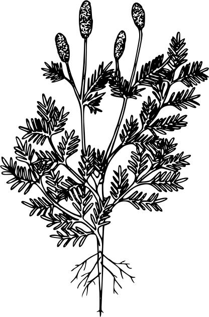 Western burnet