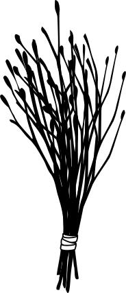 Willow rod