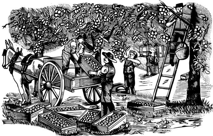 Orange farmers