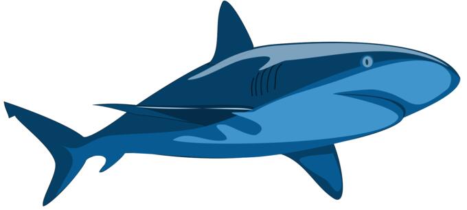 Pure shark image