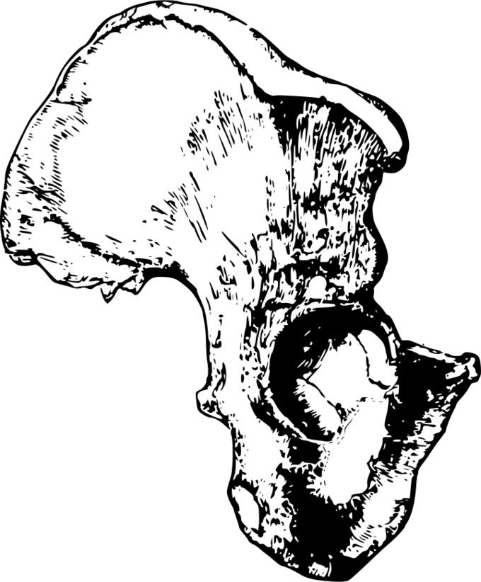 Human hip bone