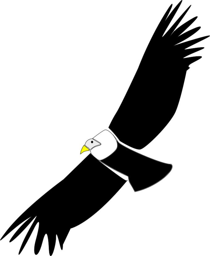 Condor