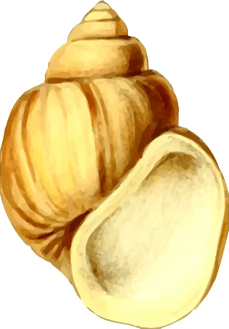 Yellow shell drawing